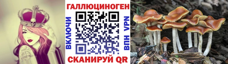 Галлюциногенные грибы Psilocybe Раменское